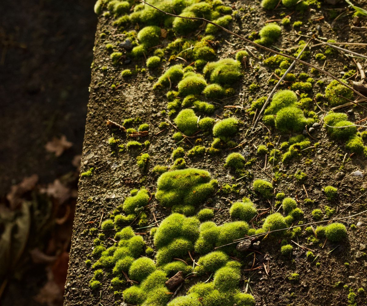 Mousse verte vue de pres sur un sol de foret